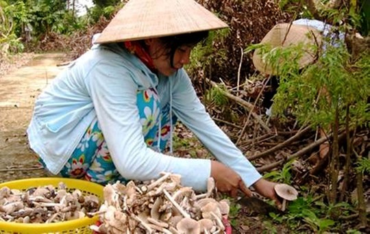 [-]Lủng[-]nồi[-]với[-]món[-]nấm[-]khoang